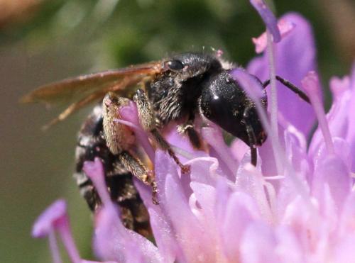 Réf. 223 128 : Halictus sp.